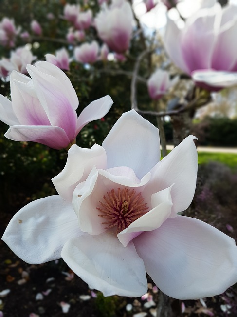 Magnolias Nantes mars 2017 (9).jpg