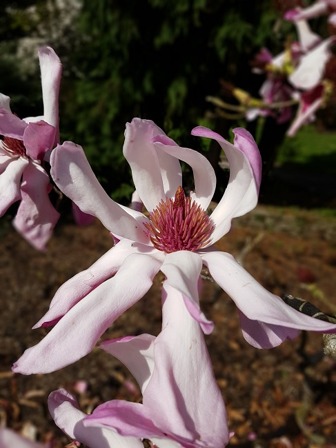 Magnolias Nantes mars 2017 (8).jpg