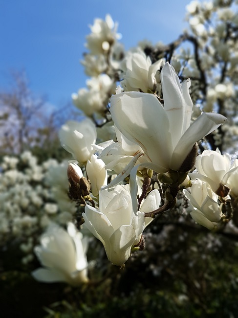 Magnolias Nantes mars 2017 (7).jpg