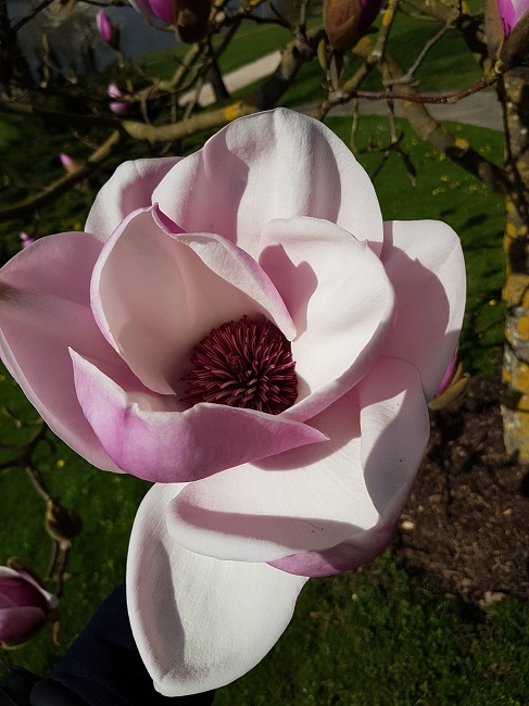 Magnolias Nantes mars 2017 (18).jpg