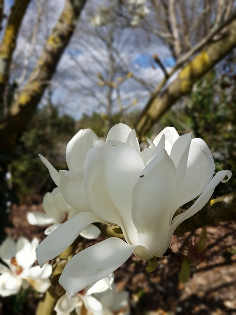 Magnolias Nantes mars 2017 (15).jpg