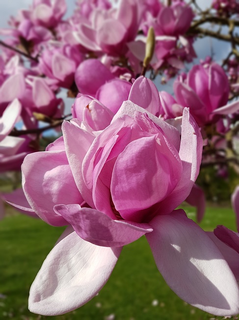 Magnolias Nantes mars 2017 (14).jpg