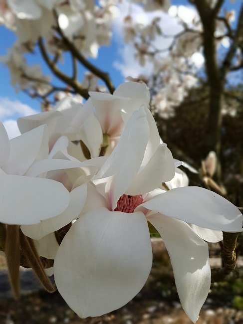 Magnolias Nantes mars 2017 (13).jpg