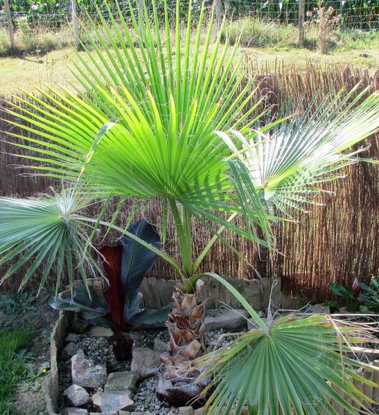 washingtonia robusta 1 (Copier).JPG