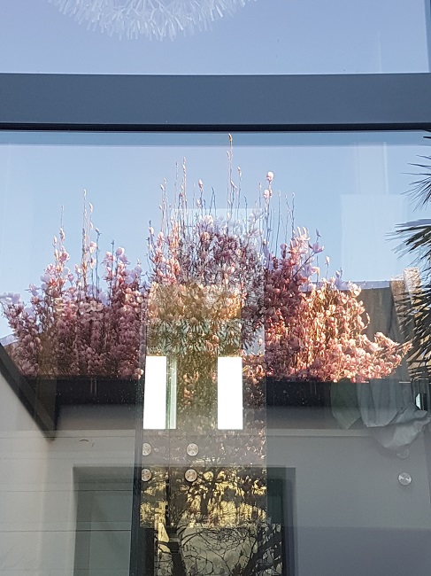 Magnolia par la fenêtre mars 2017 (2).jpg