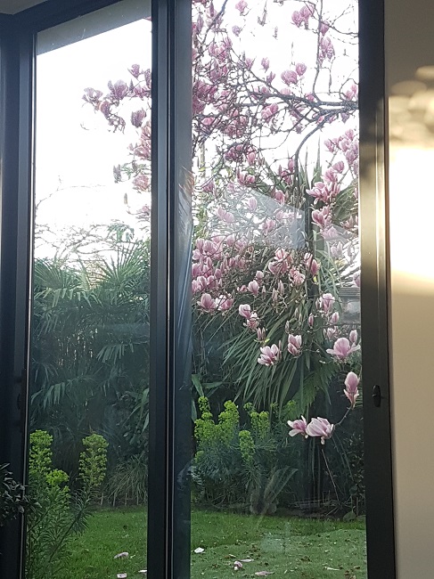 Magnolia par la fenêtre mars 2017 (1).jpg