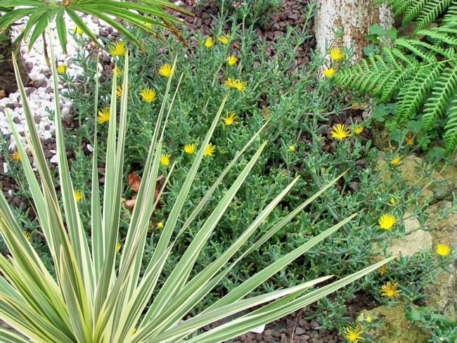 delosperma malephora lutea (Copier).JPG