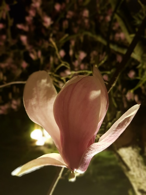 Magnolias by night mars 2017 (4).jpg