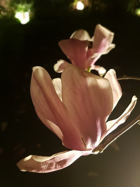 Magnolias by night mars 2017 (3).jpg