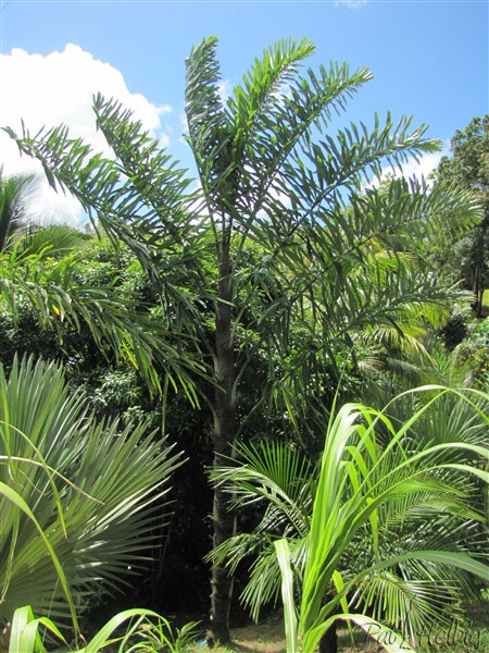 Le plus grand des 3 Wallichia disticha planté en 2012 2.jpg