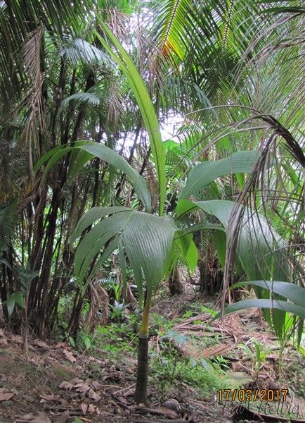 Le Clinostigma samoense planté en 2013 que j'ai longtemps pris pour un Bentinckia nicobarica... Merci Pierre-Olivier ALBANO et Yann REINETTE..jpg