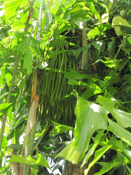 Le gros stipe du Caryota mitis variegata plié par la tempête Matthew développe des inflorescences 2.jpg