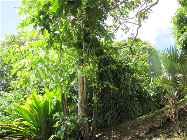 Le gros stipe du Caryota mitis variegata plié par la tempête Matthew développe des inflorescences 1.jpg