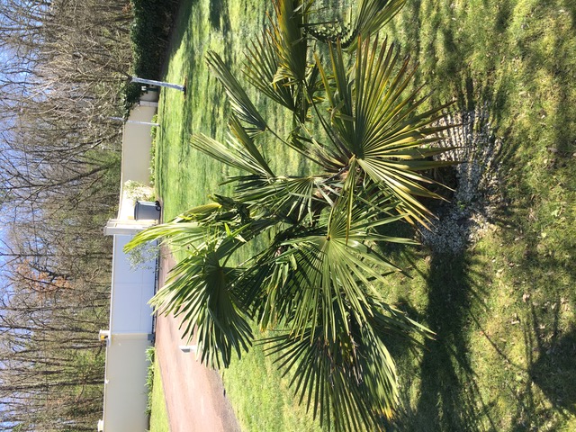 Le petit palmier