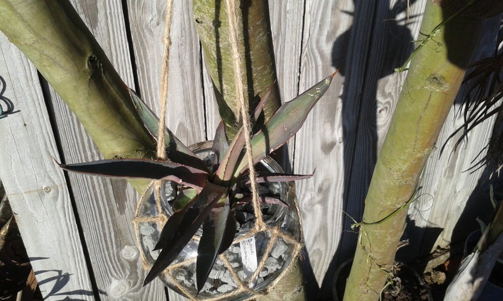 Agave Romanii