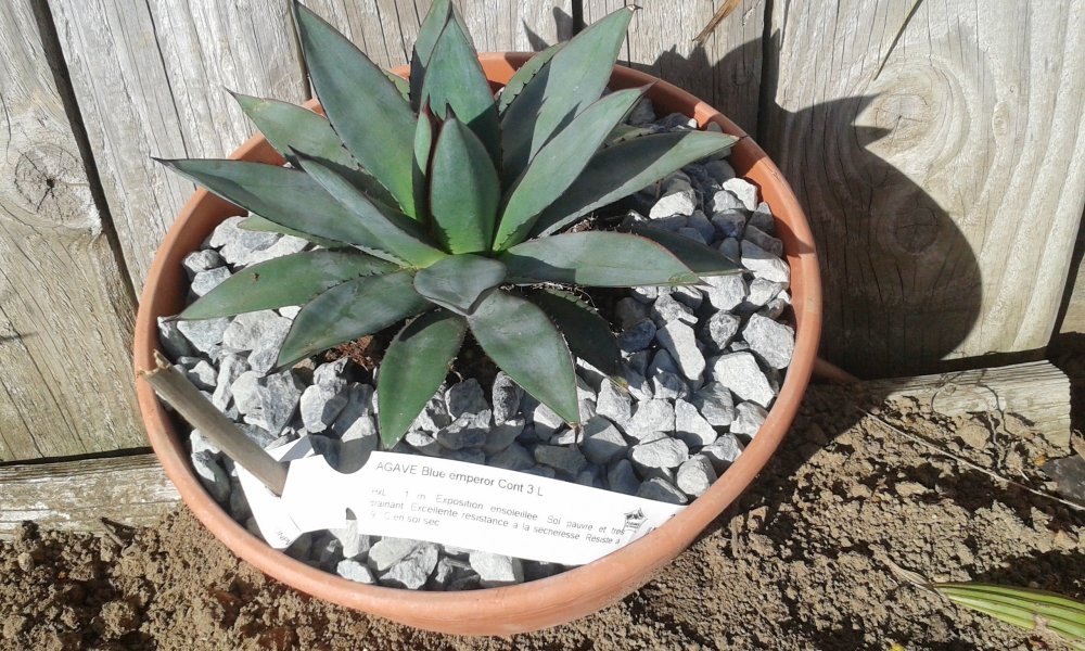 Agave Blue  emperor