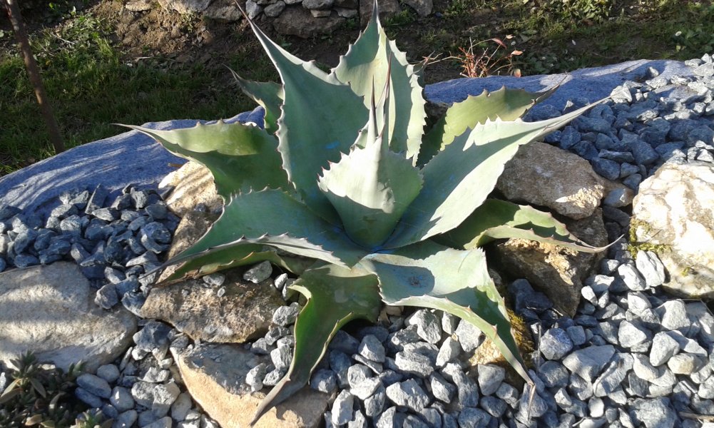 Delosperma à gauche de l'ovatifolia