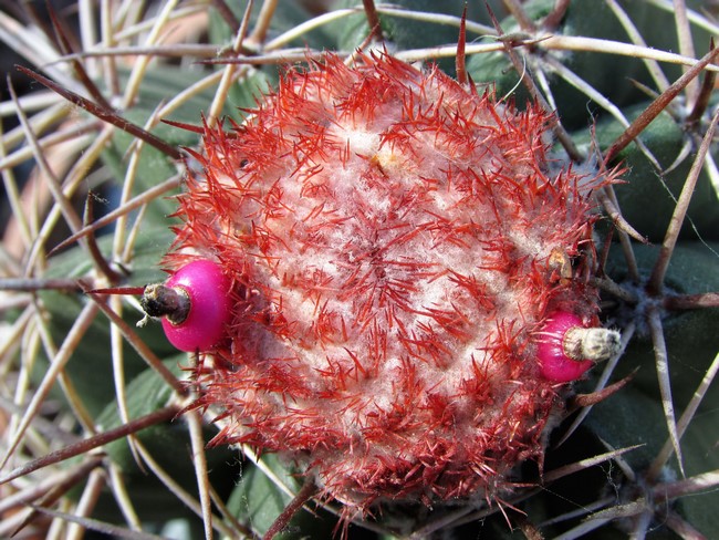 melocactus matanzanus graine.JPG