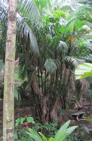 Le Bactris major planté en 2008.jpg