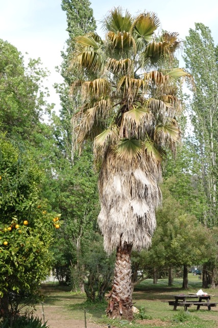 Washingtonia  entier