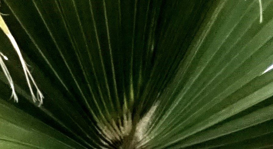 Washingtonia détail farine