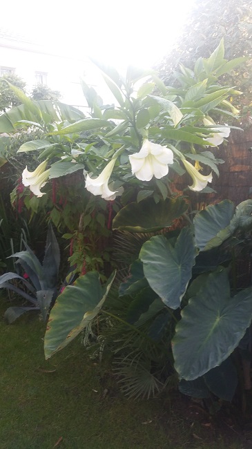 Brugmansia 5 02112015.jpg