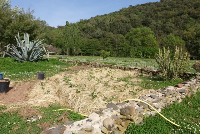 On se lance dans la permaculture... entre les fraisiers, des salades et bientôt des poireaux et de la moutarde !!!