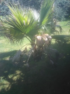 washingtonia malade