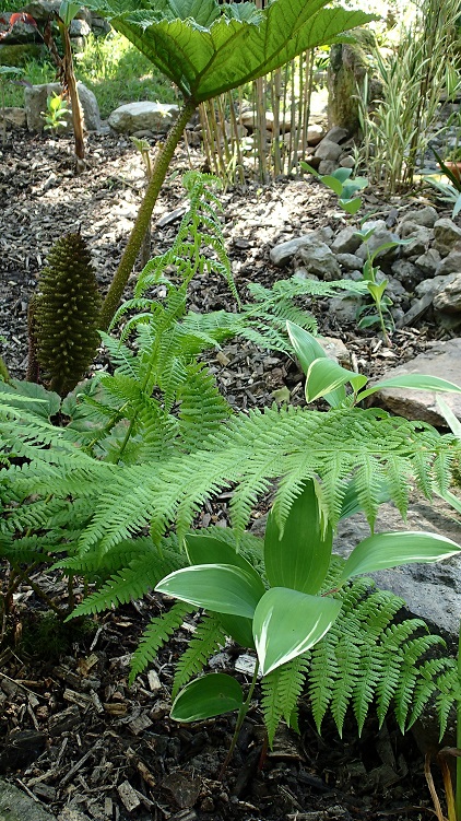 polygomatum odoratum variegatum.JPG