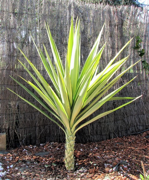 yucca elephantipes jewel (Copier).JPG