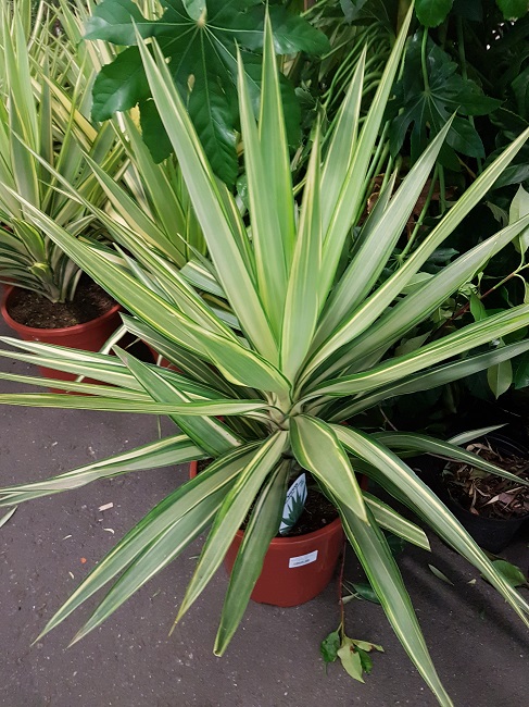 Yucca Elephantipes Jewel  (1).jpg