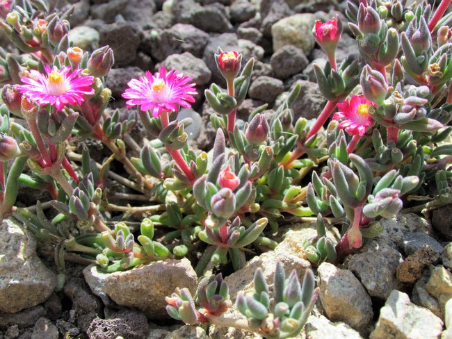 delosperma jewel of desert grenade (Copier).JPG