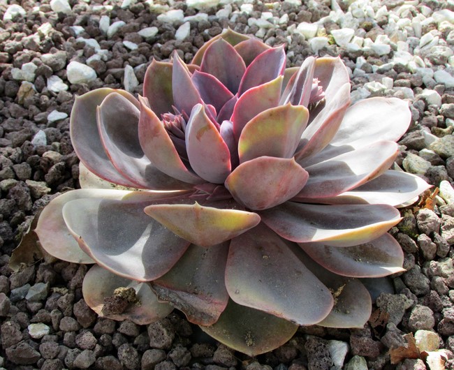 echeveria perl von nurnberg (Copier).JPG