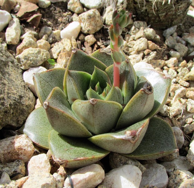 echeveria purpurosea (Copier).JPG