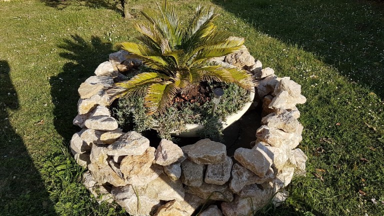 Le cycas en position centrale