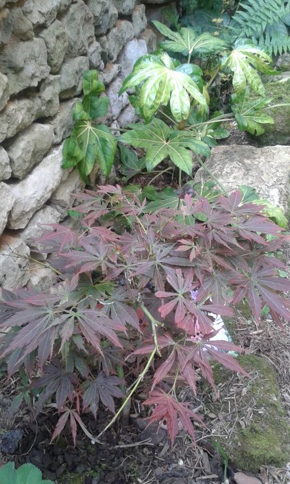 Acer Red Pigmy