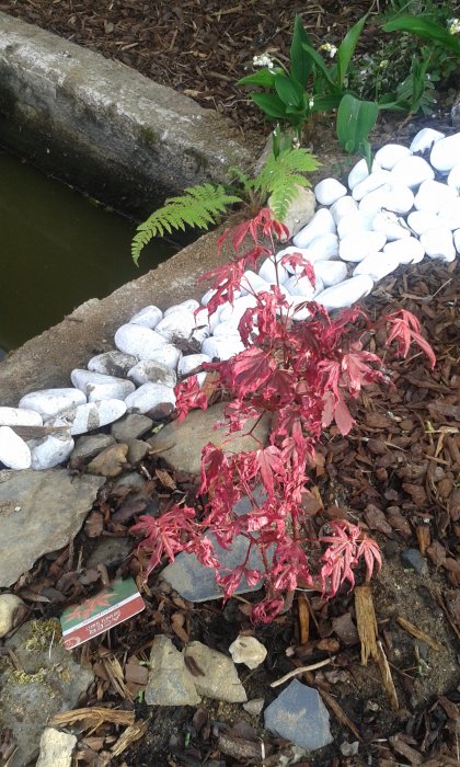 Acer Atropurpureum