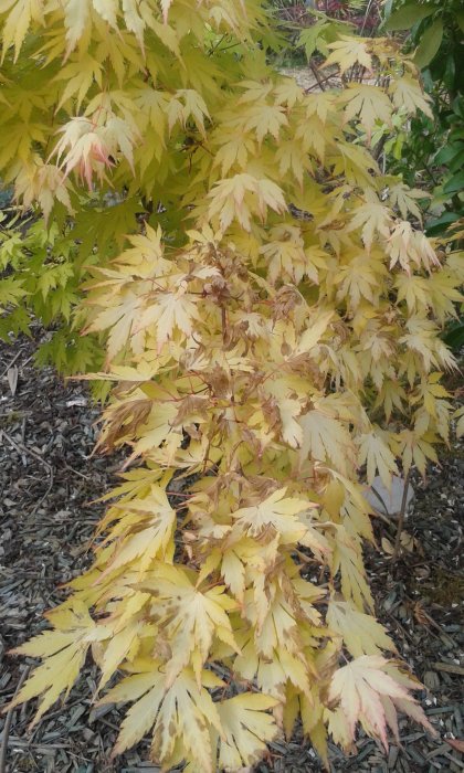 Acer Katsura avec des feuilles brûlées