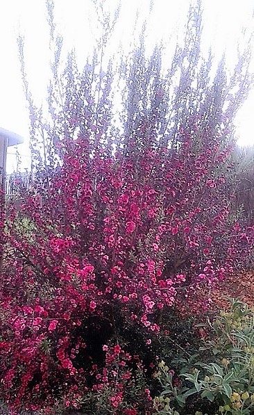 leptospermum red damask (Copier).JPG