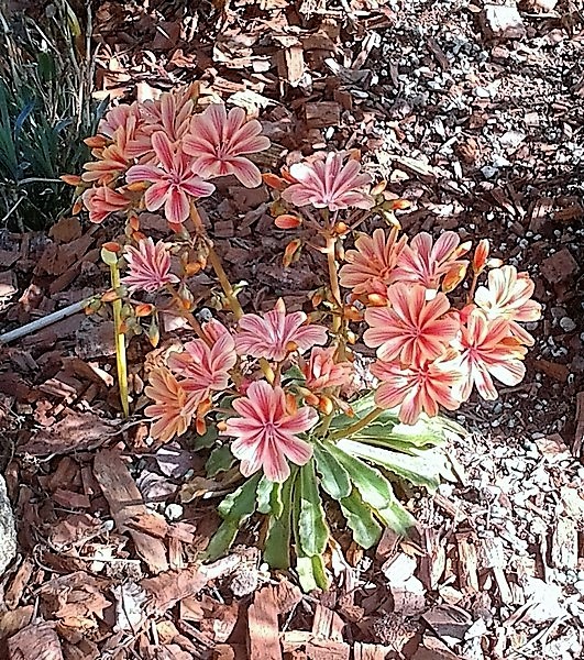 lewisia saumon (Copier).JPG