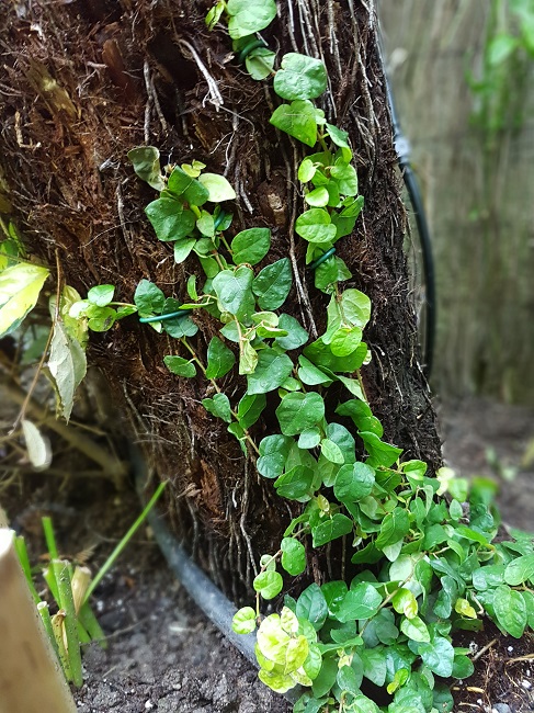 Ficus pumila.jpg