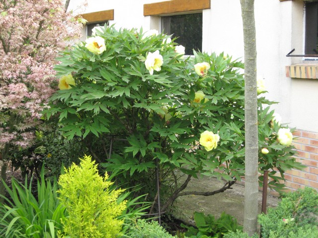 pivoine arbustive jaune