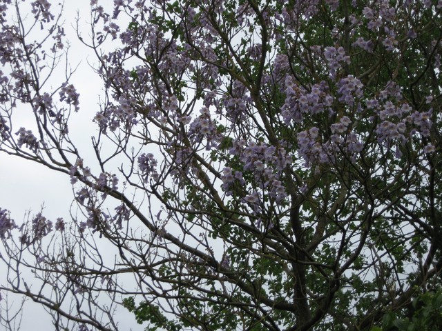 fleur du paulownia avant les feuilles