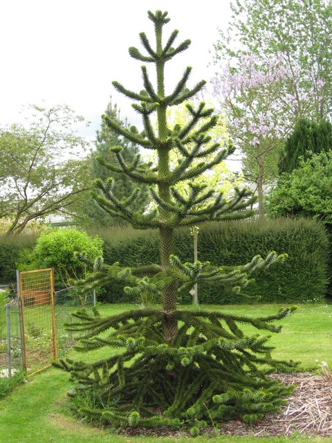 araucaria araucana