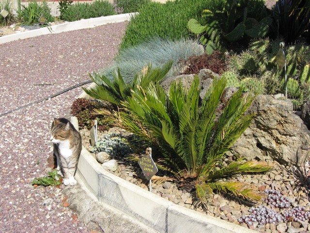 cycas révoluta