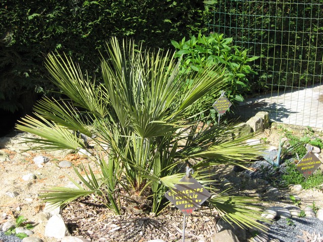 chamaerops humilis