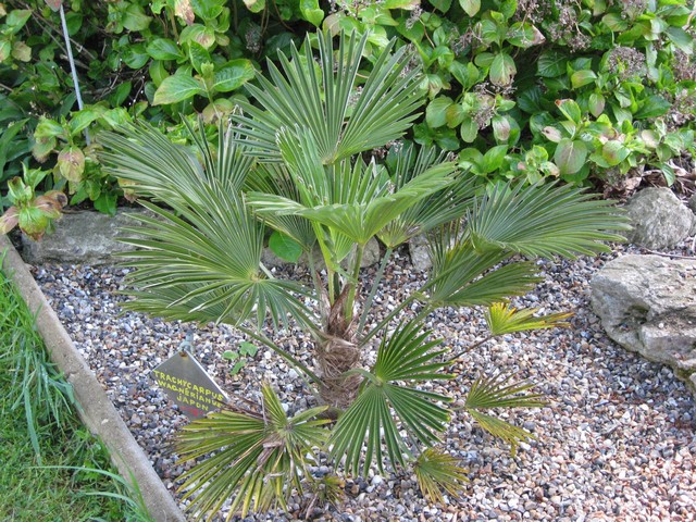 trachycarpus wagnérianus