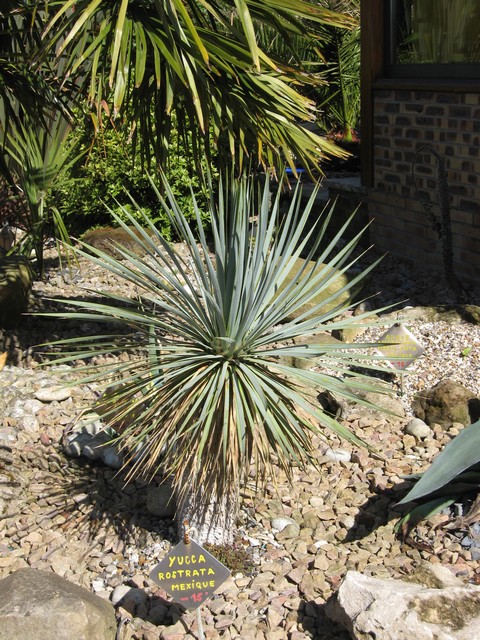 yucca rostrata