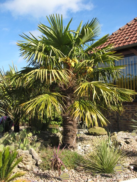 trachycarpus fortunei qui fait sa floraison