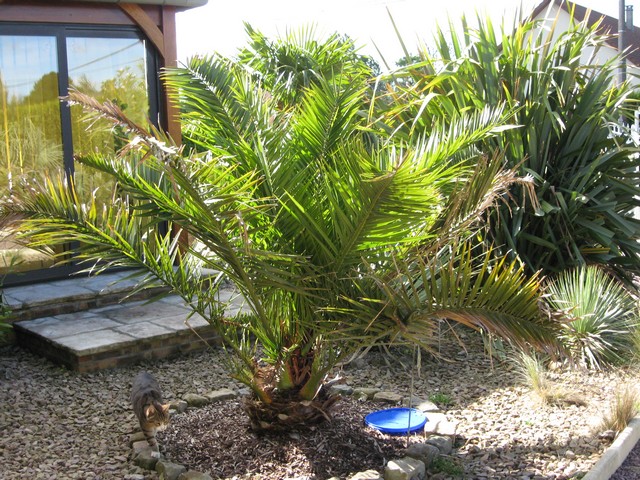 phoenix canariensis